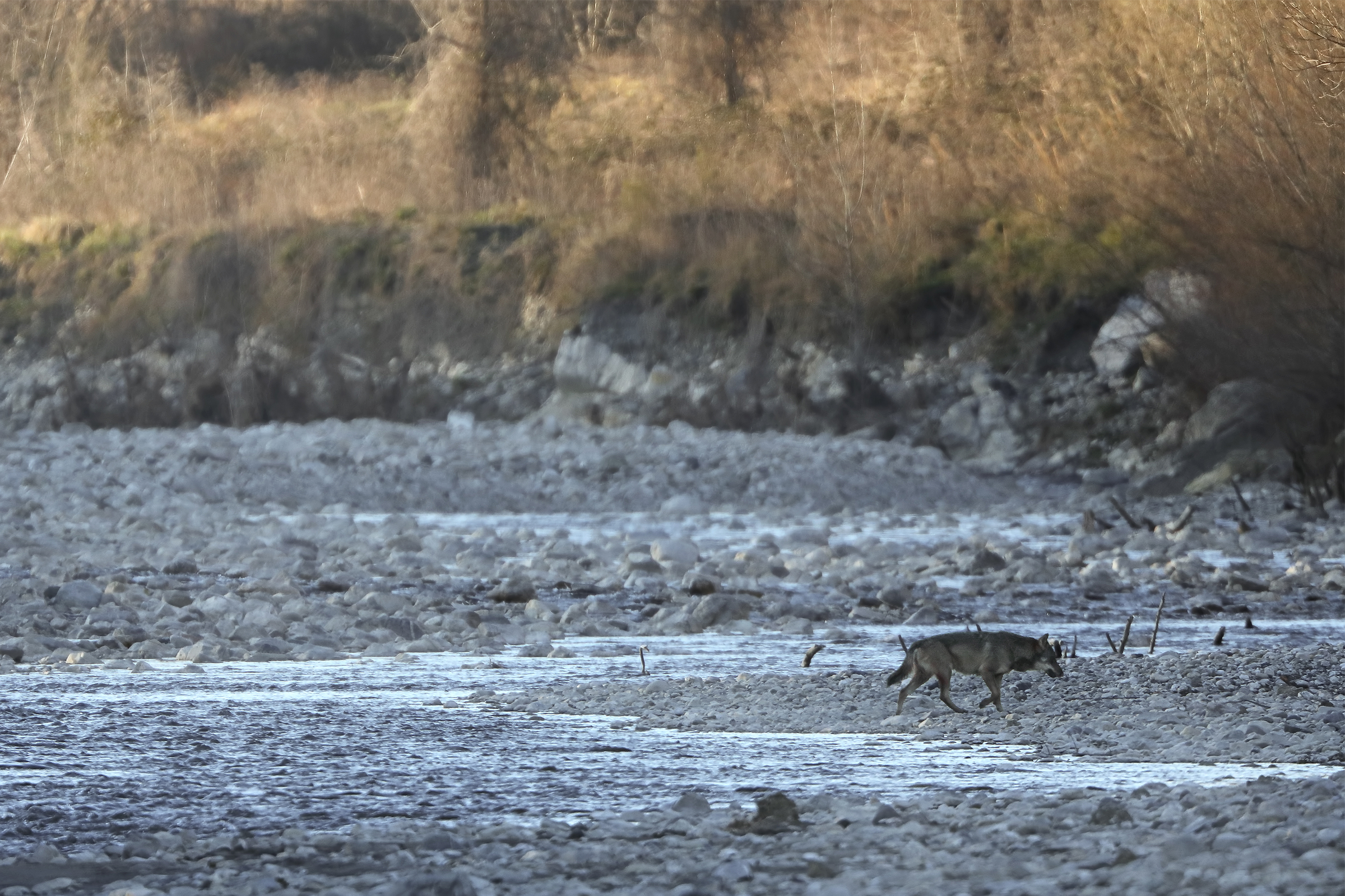 Marzo 2022 - Un maschio guada il fiume nel tardo pomeriggio