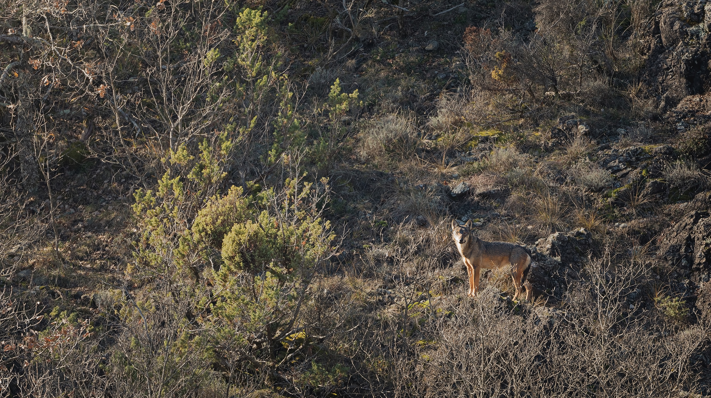Fotografia naturalistica